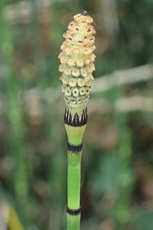 Equisetum hyemale \ Winter-Schachtelhalm / Rough Horsetail, Dutch Rush, D Alt-Dettenheim 25.7.2025