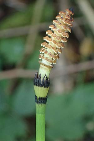Equisetum hyemale \ Winter-Schachtelhalm / Rough Horsetail, Dutch Rush, D Alt-Dettenheim 25.7.2025