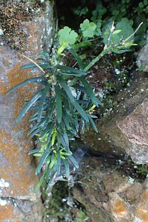 Taxus x media \ Becher-Eibe / Hybrid Yew, D Heidelberg 18.7.2016