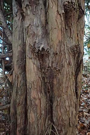 Taxus x media \ Becher-Eibe / Hybrid Yew, D Weinheim an der Bergstra&szlig;e 26.12.2016