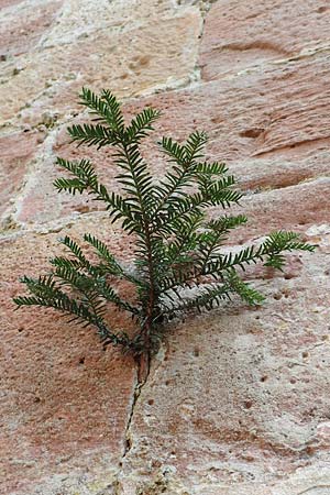 Taxus baccata, Yew
