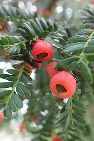 Taxus x media \ Becher-Eibe / Hybrid Yew, D Heidelberg 22.9.2017