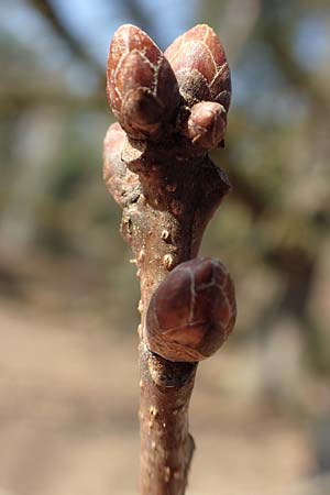 Quercus robur \ Stiel-Eiche / Common Oak, D Schwetzingen 25.3.2018