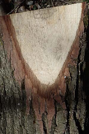 Quercus robur \ Stiel-Eiche / Common Oak, D Bensheim 29.3.2021