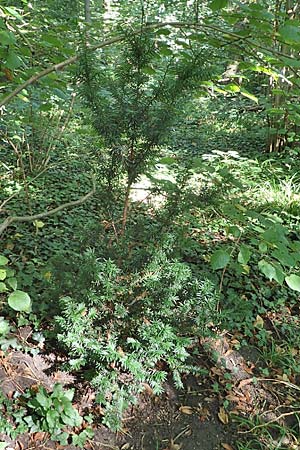 Taxus x media \ Becher-Eibe / Hybrid Yew, D Ludwigshafen 2.9.2021