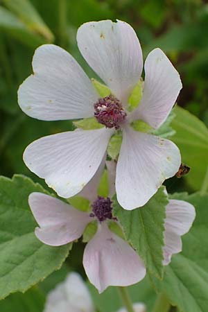Althaea officinalis \ Eibisch / Common Marsh Mallow, D Hohwacht 13.9.2021