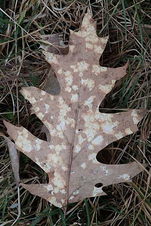 Quercus rubra \ Rot-Eiche / Northern Red Oak, D Mannheim 22.2.2023