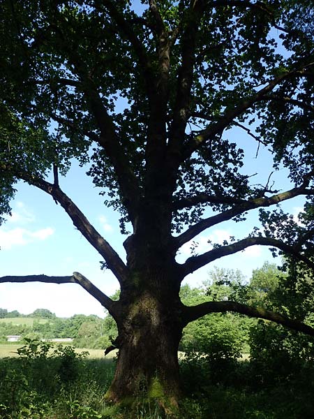 Quercus robur \ Stiel-Eiche / Common Oak, D Michelstadt-Steinbach 24.5.2023