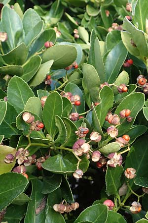 Euonymus japonicus \ Japanisches Pfaffenh�tchen / Japanese Spindle, D Mannheim 20.2.2019