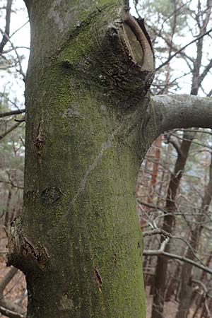 Castanea sativa \ Edel-Kastanie, Ess-Kastanie / Sweet Chestnut, D Neustadt an der Weinstra&szlig;e 28.2.2016