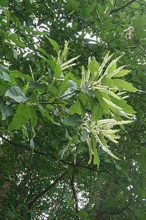 Castanea sativa \ Edel-Kastanie, Ess-Kastanie / Sweet Chestnut, D Wachenheim 7.6.2018