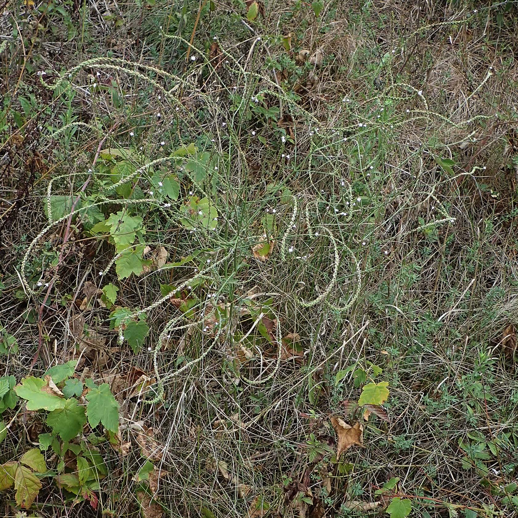 Verbena officinalis \ Gew�hnliches Eisenkraut / Vervain, D Breisach 3.9.2022