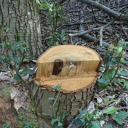 Castanea sativa \ Edel-Kastanie, Ess-Kastanie / Sweet Chestnut, D Wachenheim 20.9.2025