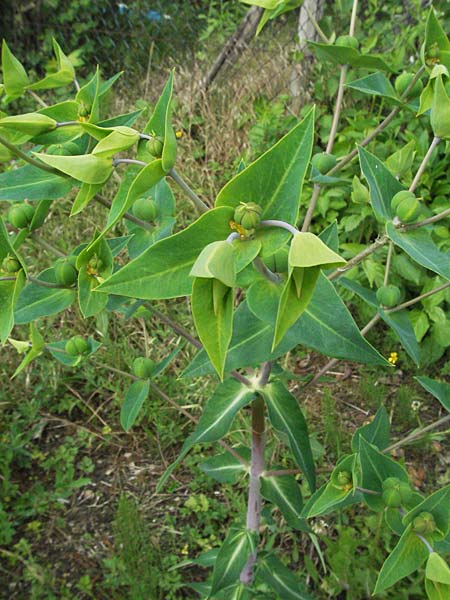 Euphorbia lathyris \ Kreuzbl�ttrige Wolfsmilch / Caper Spurge, D Weinheim an der Bergstra&szlig;e 19.5.2007