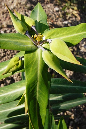 Euphorbia lathyris \ Kreuzbl�ttrige Wolfsmilch / Caper Spurge, D Gimbsheim 11.5.2015