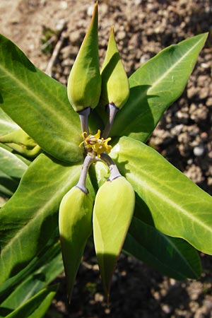 Euphorbia lathyris \ Kreuzbl�ttrige Wolfsmilch / Caper Spurge, D Gimbsheim 11.5.2015