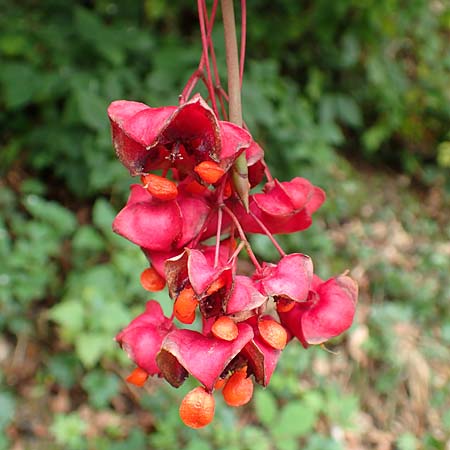Euonymus latifolius \ Breitbl�ttriges Pfaffenh�tchen / Broad-Leaf Spindle, D Bensheim 13.9.2015
