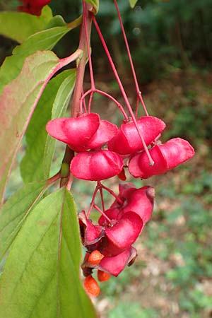 Euonymus latifolius \ Breitbl�ttriges Pfaffenh�tchen / Broad-Leaf Spindle, D Bensheim 13.9.2015