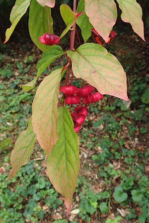 Euonymus latifolius \ Breitbl�ttriges Pfaffenh�tchen / Broad-Leaf Spindle, D Bensheim 13.9.2015