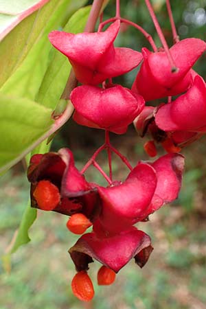Euonymus latifolius \ Breitbl�ttriges Pfaffenh�tchen / Broad-Leaf Spindle, D Bensheim 13.9.2015