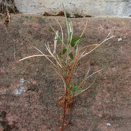Epilobium lamyi \ Graugr�nes Weidenr�schen / Hairy Square-Stalked Willowherb, D Mannheim 20.9.2015