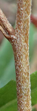 Epilobium lamyi \ Graugr�nes Weidenr�schen / Hairy Square-Stalked Willowherb, D Mannheim 20.9.2015