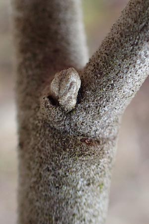 Elaeagnus latifolia \ Gro�bl�ttrige �lweide / Bastard Oleaster, D Mannheim 5.3.2016