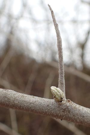 Elaeagnus latifolia \ Gro�bl�ttrige �lweide / Bastard Oleaster, D Mannheim 5.3.2016