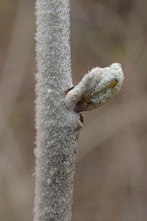 Elaeagnus latifolia \ Gro�bl�ttrige �lweide / Bastard Oleaster, D Mannheim 5.3.2016