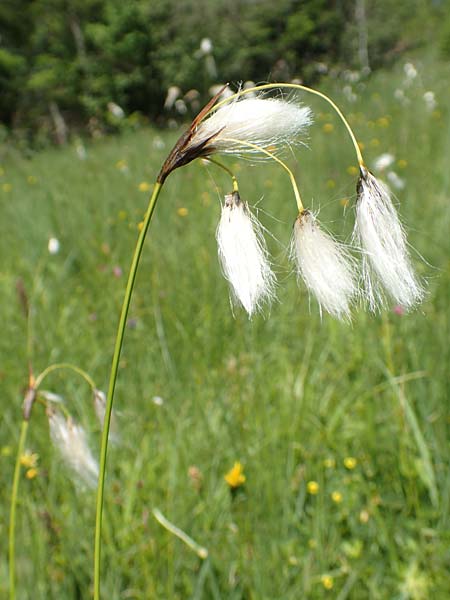 Eriophorum latifolium \ Breitbl�ttriges Wollgras / Broad-Leaved Cotton Grass, D Pfronten 28.6.2016