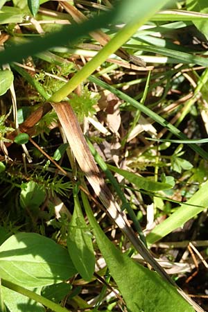 Eriophorum latifolium \ Breitbl�ttriges Wollgras / Broad-Leaved Cotton Grass, D Pfronten 28.6.2016