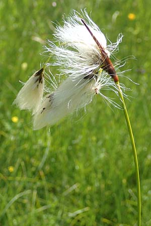 Eriophorum latifolium \ Breitbl�ttriges Wollgras / Broad-Leaved Cotton Grass, D Pfronten 28.6.2016