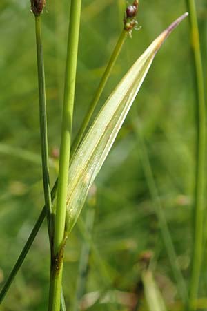 Eriophorum latifolium \ Breitbl�ttriges Wollgras / Broad-Leaved Cotton Grass, D Pfronten 28.6.2016