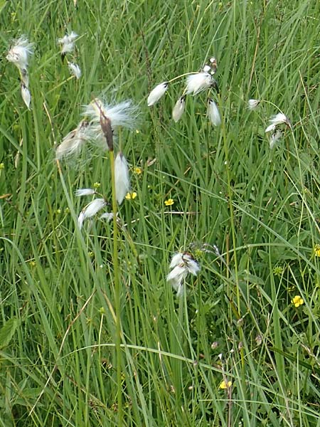 Eriophorum latifolium \ Breitbl�ttriges Wollgras / Broad-Leaved Cotton Grass, D Pfronten 28.6.2016