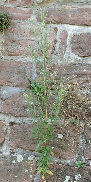 Epilobium roseum \ Rosenrotes Weidenr�schen / Pale Willowherb, D Mannheim 21.7.2016