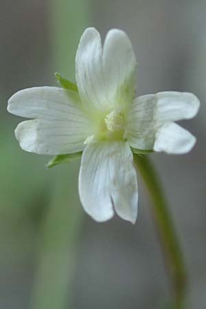 Epilobium roseum \ Rosenrotes Weidenr�schen / Pale Willowherb, D Mannheim 21.7.2016