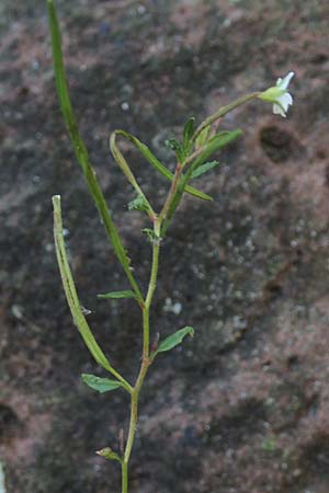 Epilobium roseum \ Rosenrotes Weidenr�schen / Pale Willowherb, D Mannheim 21.7.2016