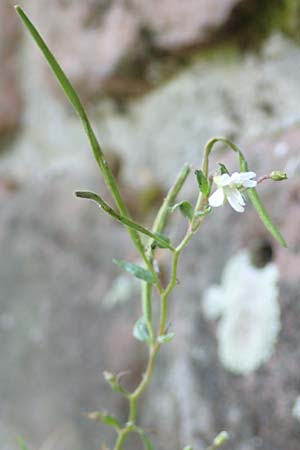 Epilobium roseum \ Rosenrotes Weidenr�schen / Pale Willowherb, D Mannheim 21.7.2016
