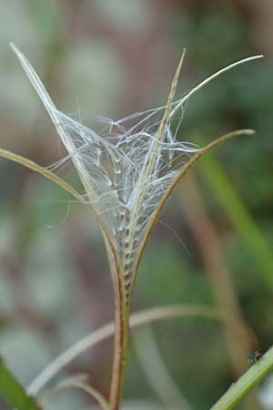 Epilobium roseum \ Rosenrotes Weidenr�schen / Pale Willowherb, D Mannheim 21.7.2016