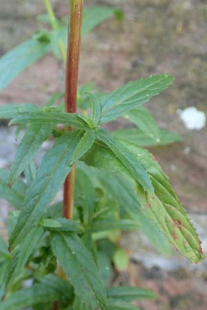 Epilobium roseum \ Rosenrotes Weidenr�schen / Pale Willowherb, D Mannheim 21.7.2016