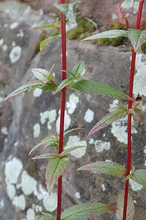 Epilobium roseum \ Rosenrotes Weidenr�schen / Pale Willowherb, D Mannheim 21.7.2016