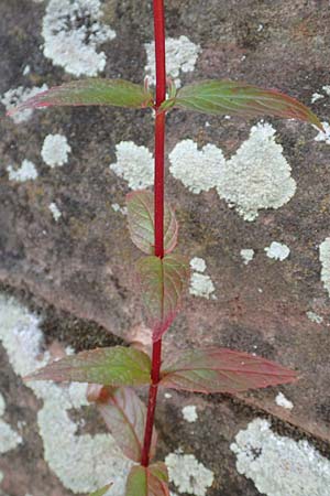 Epilobium roseum \ Rosenrotes Weidenr�schen / Pale Willowherb, D Mannheim 21.7.2016