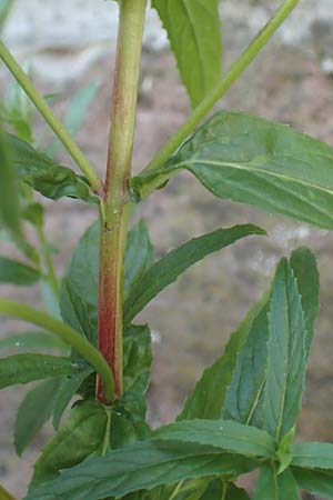 Epilobium roseum \ Rosenrotes Weidenr�schen / Pale Willowherb, D Mannheim 21.7.2016