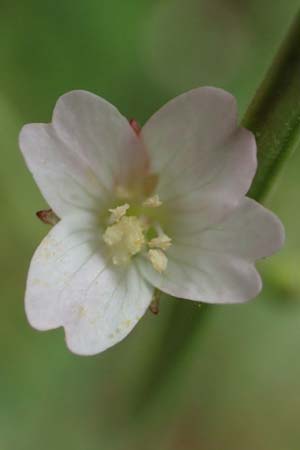 Epilobium lanceolatum \ Lanzettbl�ttriges Weidenr�schen / Spear-Leaved Willowherb, D Odenwald, Reichelsheim 16.6.2017
