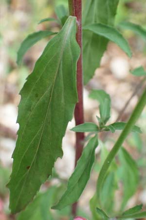 Epilobium lanceolatum \ Lanzettbl�ttriges Weidenr�schen / Spear-Leaved Willowherb, D Odenwald, Reichelsheim 16.6.2017