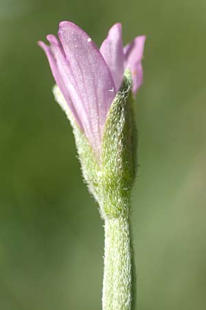 Epilobium lamyi \ Graugr�nes Weidenr�schen / Hairy Square-Stalked Willowherb, D Aschaffenburg 24.6.2017