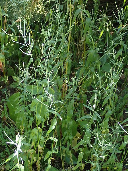 Epilobium lamyi \ Graugr�nes Weidenr�schen / Hairy Square-Stalked Willowherb, D Aschaffenburg 24.6.2017