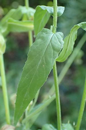 Epilobium lamyi \ Graugr�nes Weidenr�schen / Hairy Square-Stalked Willowherb, D Aschaffenburg 24.6.2017