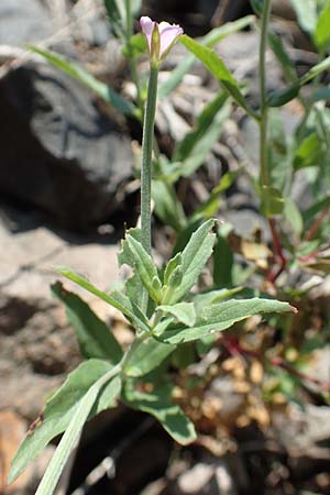 Epilobium lamyi \ Graugr�nes Weidenr�schen / Hairy Square-Stalked Willowherb, D Mannheim 25.6.2017