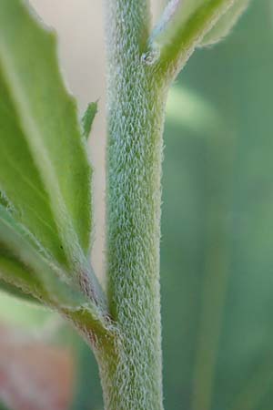 Epilobium lamyi \ Graugr�nes Weidenr�schen / Hairy Square-Stalked Willowherb, D Mannheim 25.6.2017